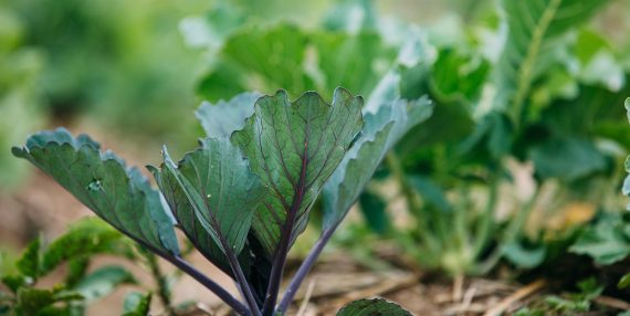 https://www.cultivatekc.org/wp-content/uploads/2025/02/sb04.jpg